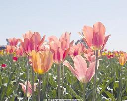 正能量暖心早安问候语祝福(精选114句)