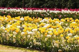 放好心态顺其自然句子 乐观，阳光，幸福不是得到的多，而是要