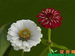 牡丹的优美句子