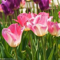 心存感恩的唯美句子 关于感恩的优美句子汇编70句