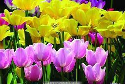 过年开心吃饭的句子