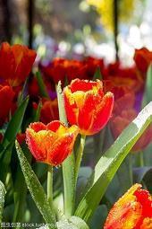 描写冬天美景的英文句子_冬天的美景句子摘抄(精选60句)