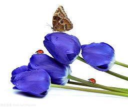 平安夜致自己的说说 关于平安夜句子说说30句