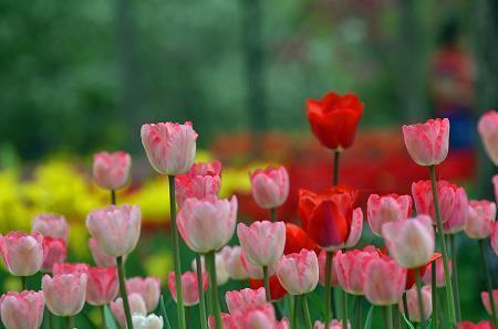 牛年开门红激励人心的句子75句