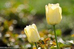 睡前语录晚安一句话精选37句