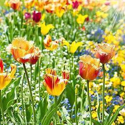 五月心痛又无助的句子