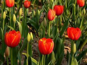 描写夏景诗句56句