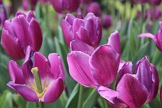 早安的说说一句话经典语录77句