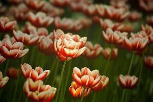 爱情的句子唯美短句文案2021年汇总98句