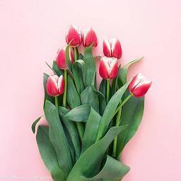 抖音很火的短句晚安 2021最新晚安心语