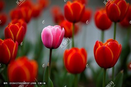 成熟女人的经典语录