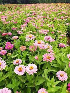 早安语录晨语短句汇总36句