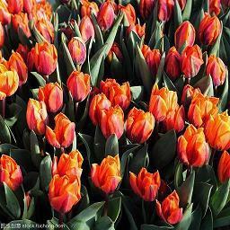 有关感恩教师的句子