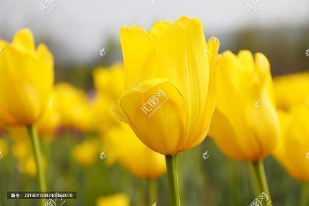 感恩母亲的句子唯美简短汇总103句