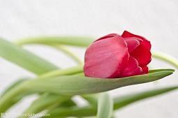 小学生植树节班级口号