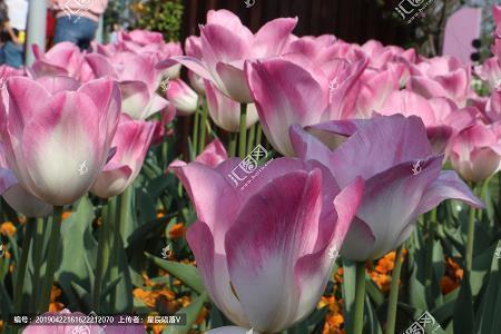 教师节感谢老师的话语 感恩教师节图片