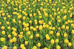 最感动情人的一句话