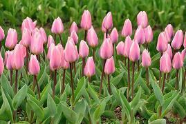 他开心我也开心的句子 你开心我便快乐的句子