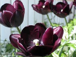 教师节祝福老师的句子