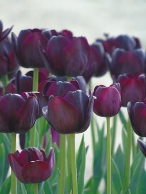 朋友圈除夕夜温暖文案(精选102句)