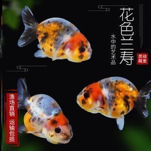 赞美梅花傲骨的诗句 赞美梅花的经典诗句汇总72句