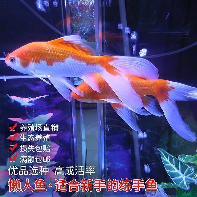 每日早安签到语摘录29句