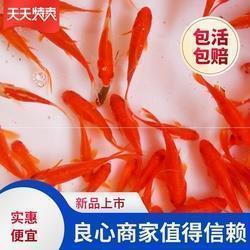 描写童年的好句好段摘抄汇编58句