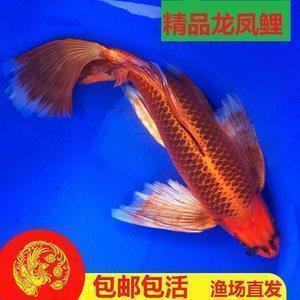 描写下雨开心的句子