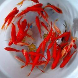 又短又好的摘抄句子 好句好段大全摘抄推荐33句