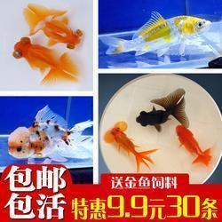 励志的句子经典语句50字左右