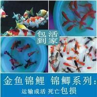 抖音很火的短句晚安 一句简单晚安的话精选63句