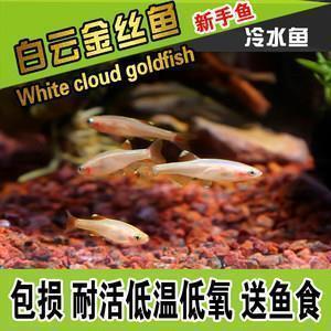 2021河南加油祝福语句子(精选11句)