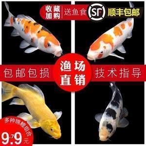 心碎了一地句子