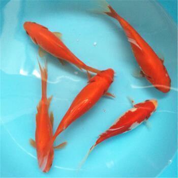 内心感谢一个人的句子