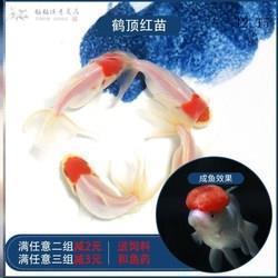 送玫瑰花留言情话 送花说的爱情句子