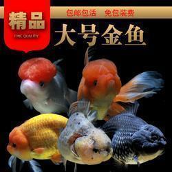 五周年庆典主题词（口号）