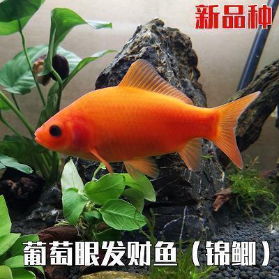 伤心绝望的句子心凉了