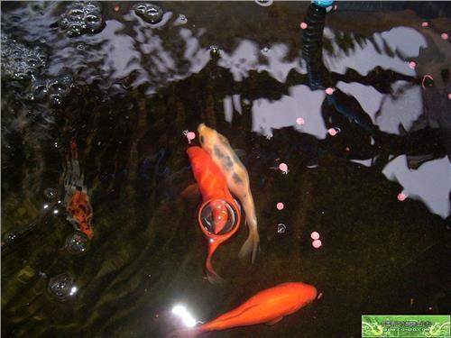 晚安问候语简短一句话 四月你好晚安问候语精选41句