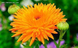 激励小学生读书 小学生读书励志名言汇总62句