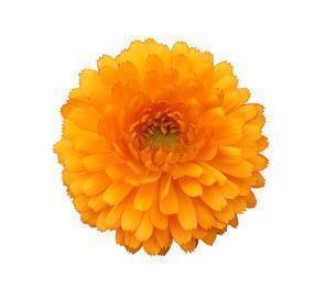 朋友圈晒花配文字 晒晒我的花花草草说说43句