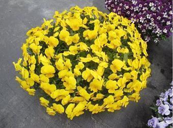 圣诞节一句话说说配图 2020圣诞节微信说说带图片