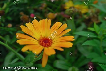 七夕给女朋友的话 七夕祝福语送女朋友