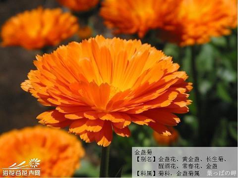 激情与励志的句子汇编64句