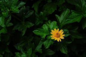 站在新年伊始，岁末将至的当口 感慨这一年所经历的句子