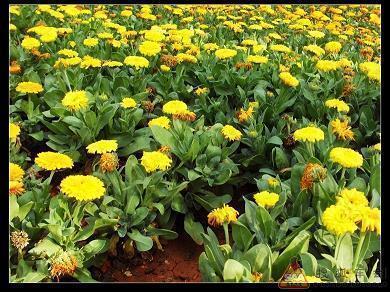 热爱生活的句子