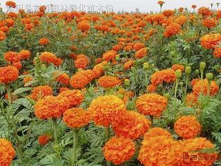 沙雕可爱的句子摘抄29句