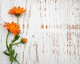 浪漫表白的句子