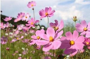 心烦失眠的说说心情短语(精选28句)