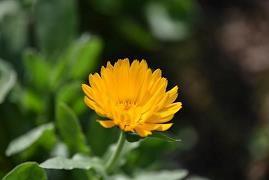 爱情语录经典文案短句汇总33句