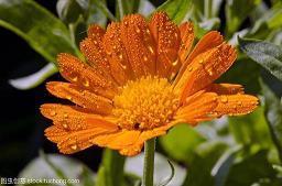 描写雾景的优美句子46句